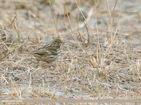 Imagem de Anthus pratensis (Linnaeus 1758)