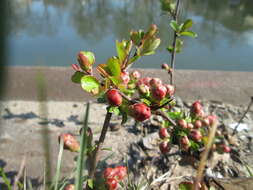 Слика од Chaenomeles japonica (Thunb.) Lindl. ex Spach