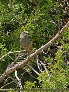 Image of White-winged Grosbeak