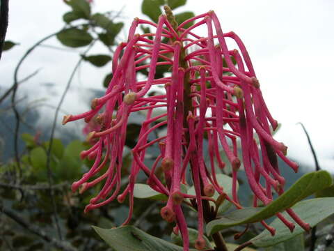 Sivun Oreocallis kuva