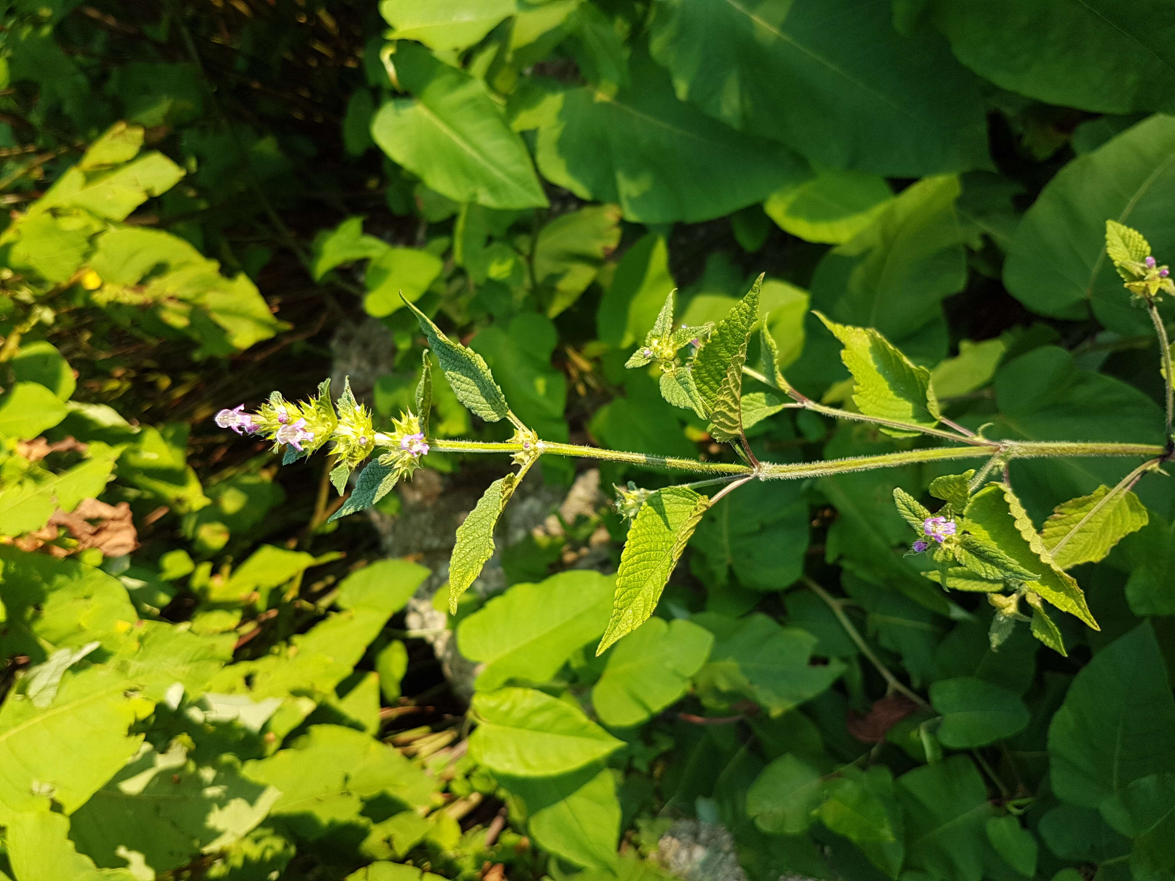 Image of Downy Hemp Nettle