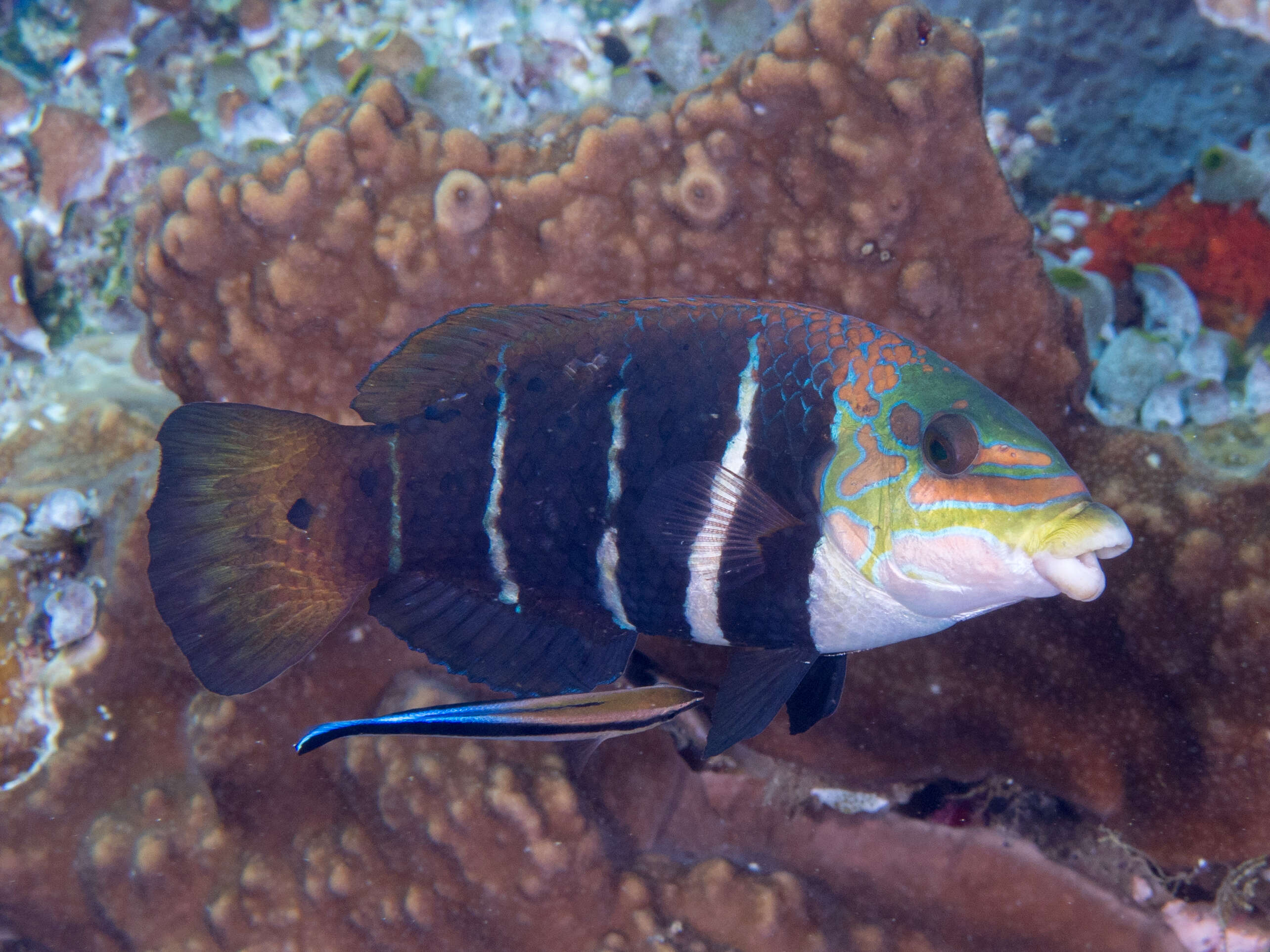 Imagem de Hemigymnus fasciatus (Bloch 1792)