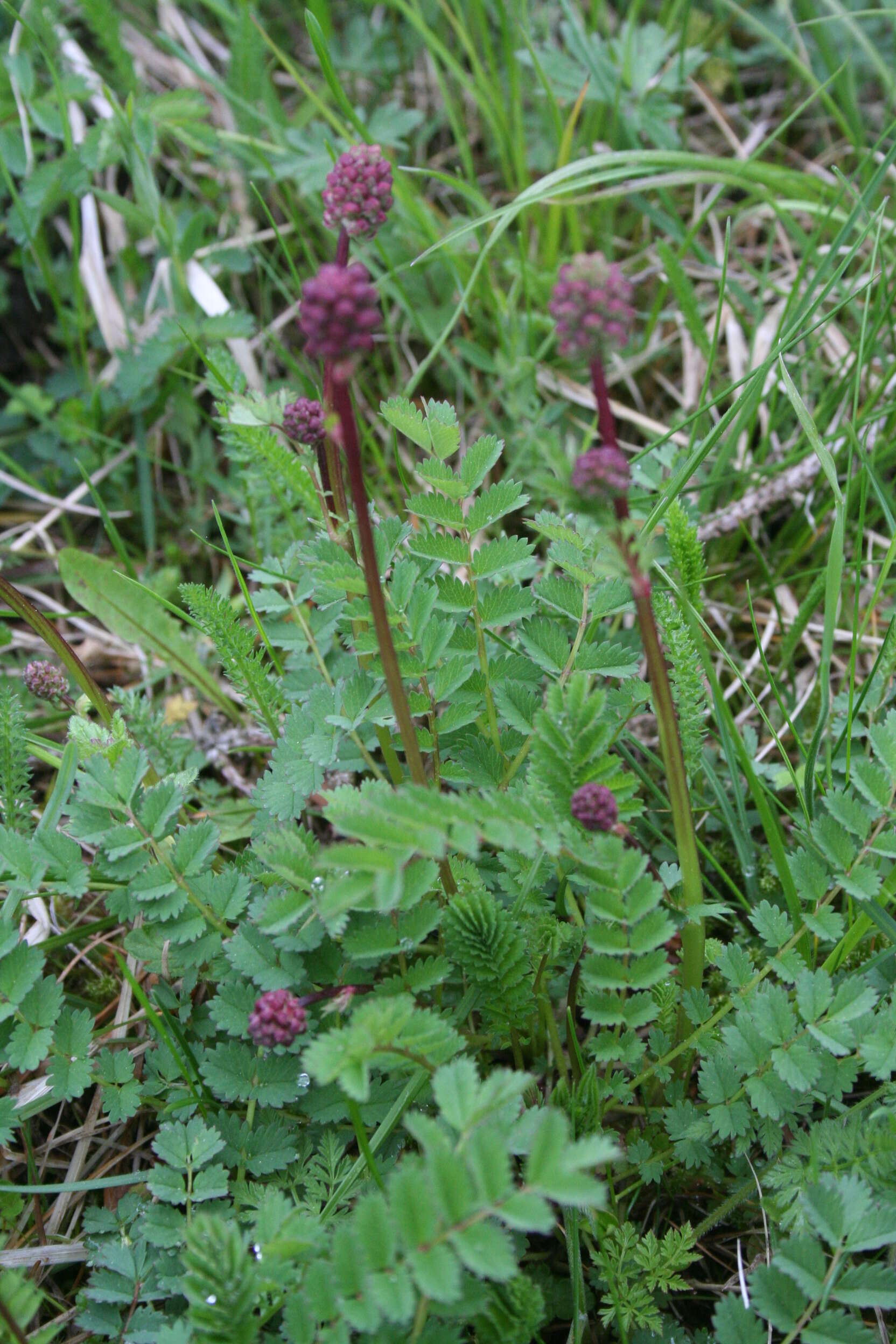 Imagem de Poterium sanguisorba L.