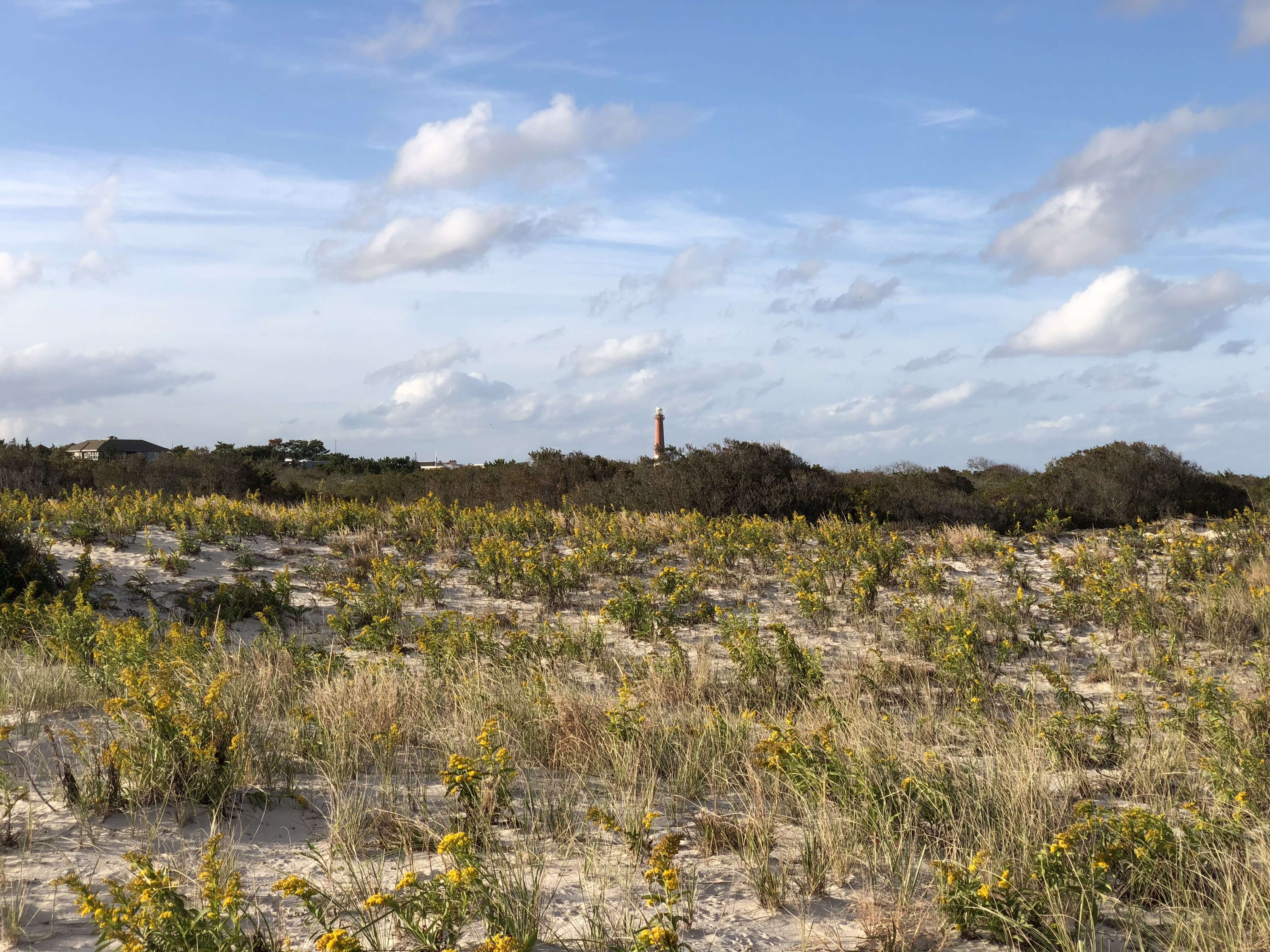 Image of seaside goldenrod