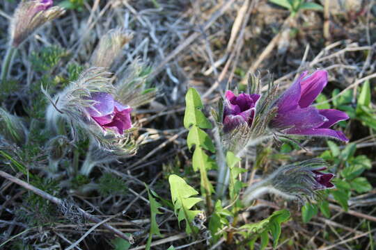 Image of Pulsatilla bungeana C. A. Mey. ex Ledeb.