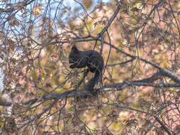 Image of Acer pictum subsp. mono (Maxim.) H. Ohashi