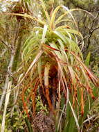 Image of Dracophyllum townsonii Cheeseman