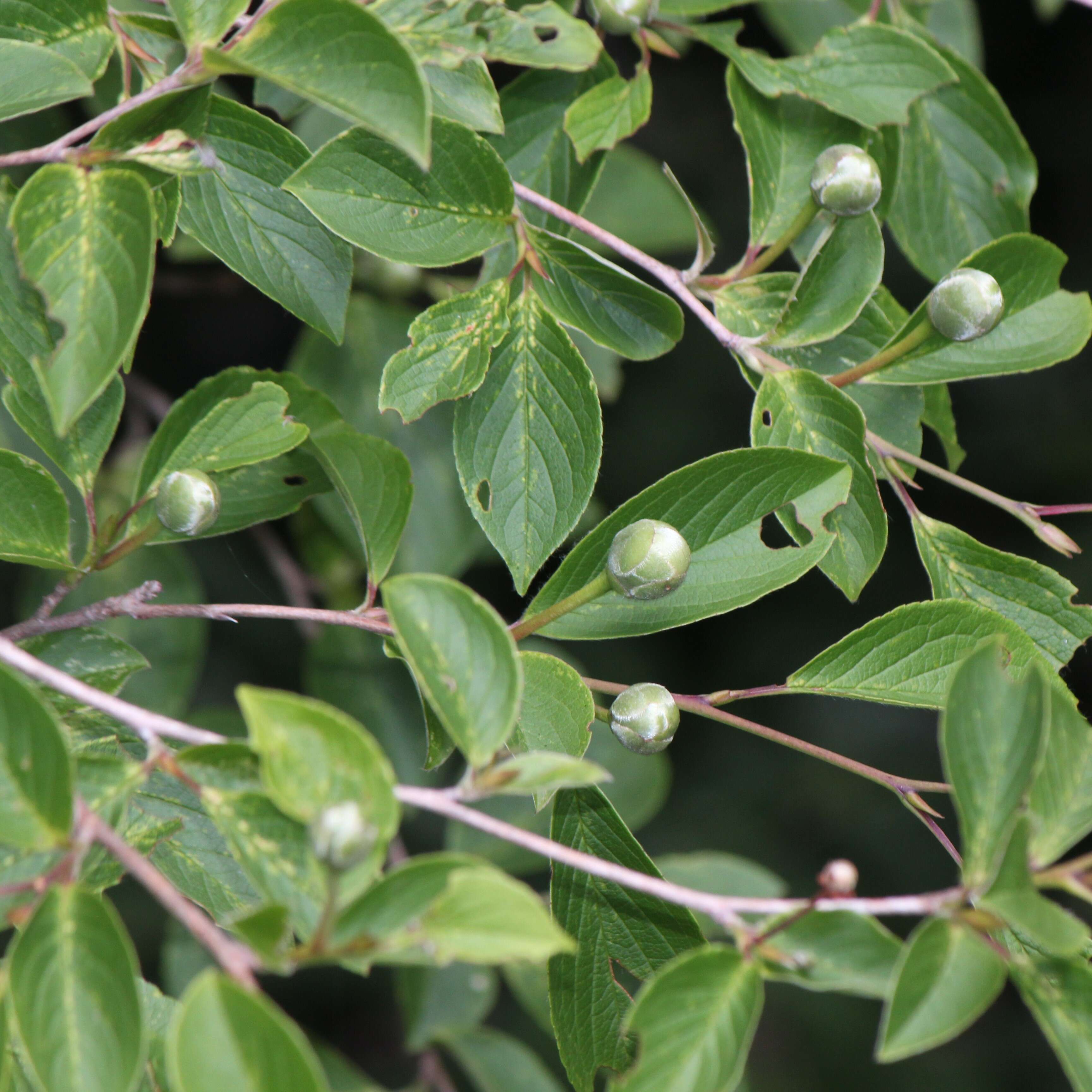 Imagem de Stewartia pseudocamellia Maxim.