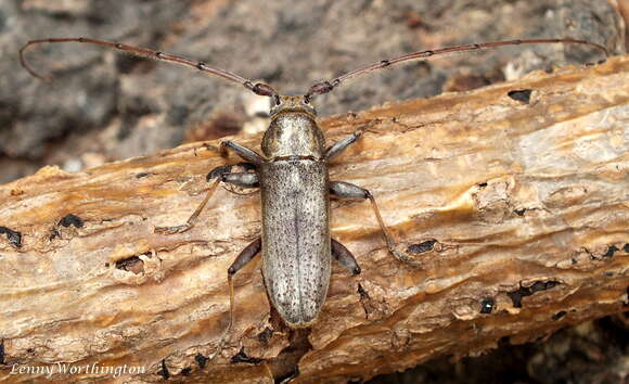 Image of Long-horned beetle