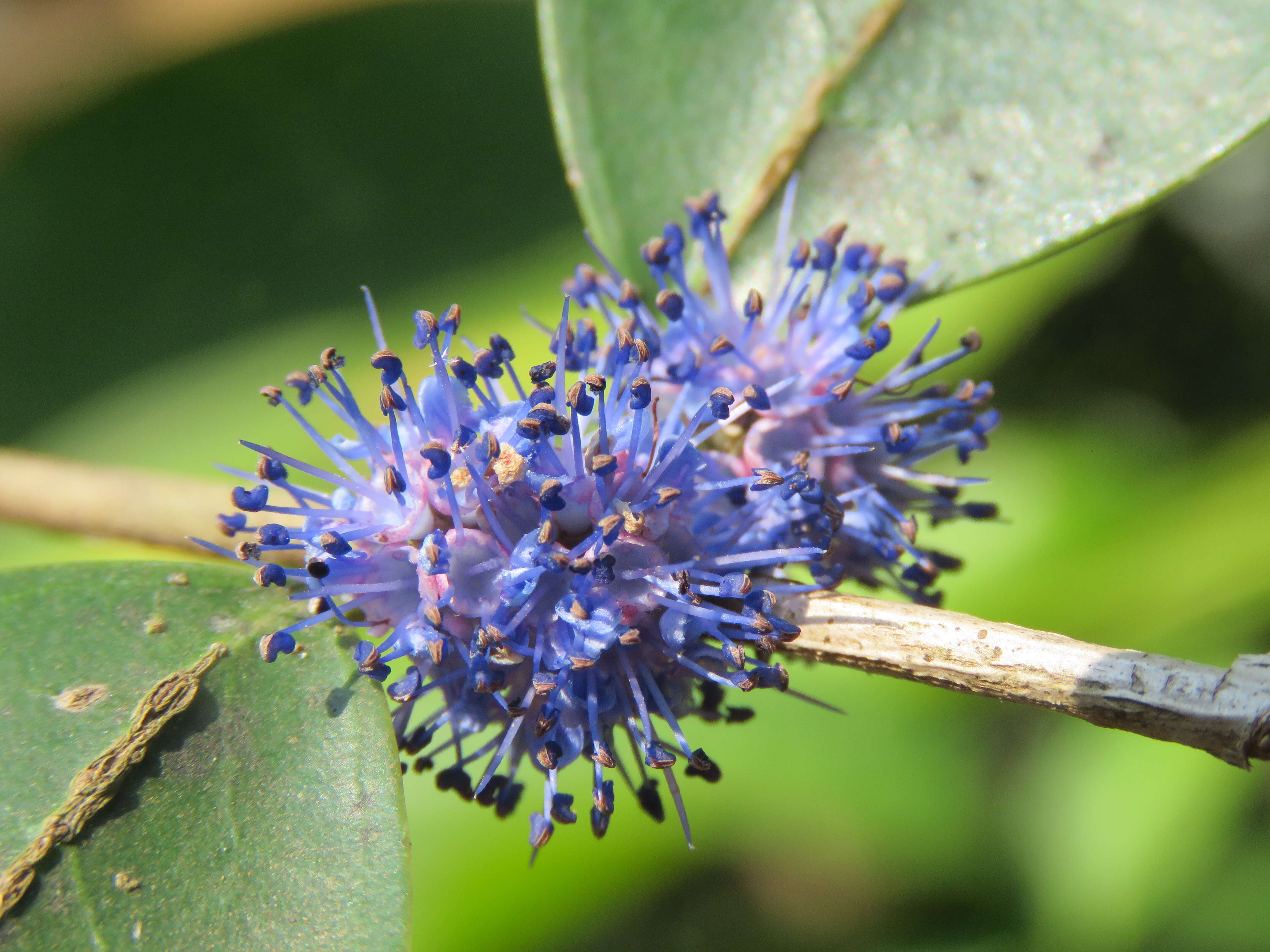 Слика од Memecylon umbellatum Burm. fil.