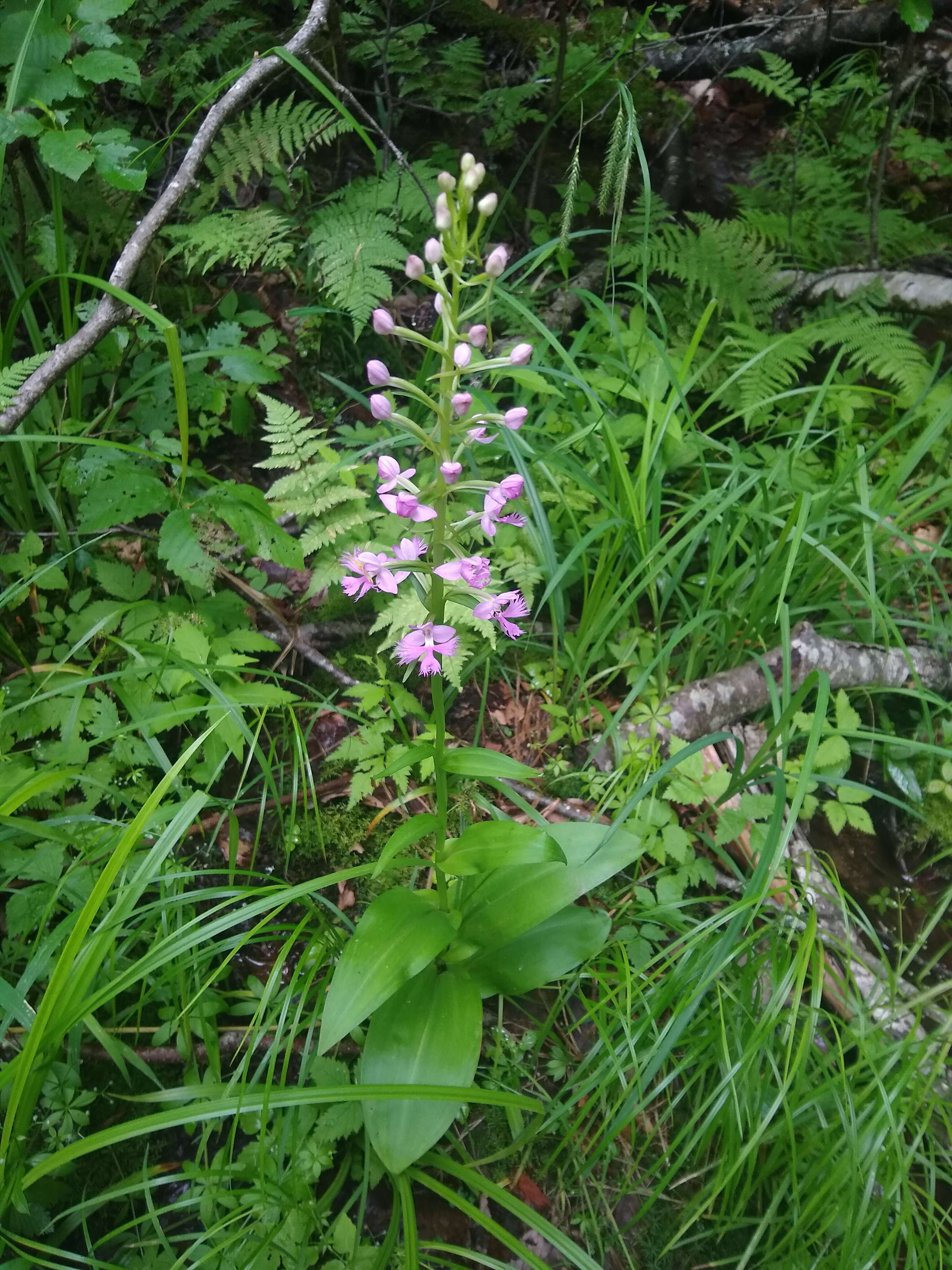 Image of Lesser purple fringed orchid