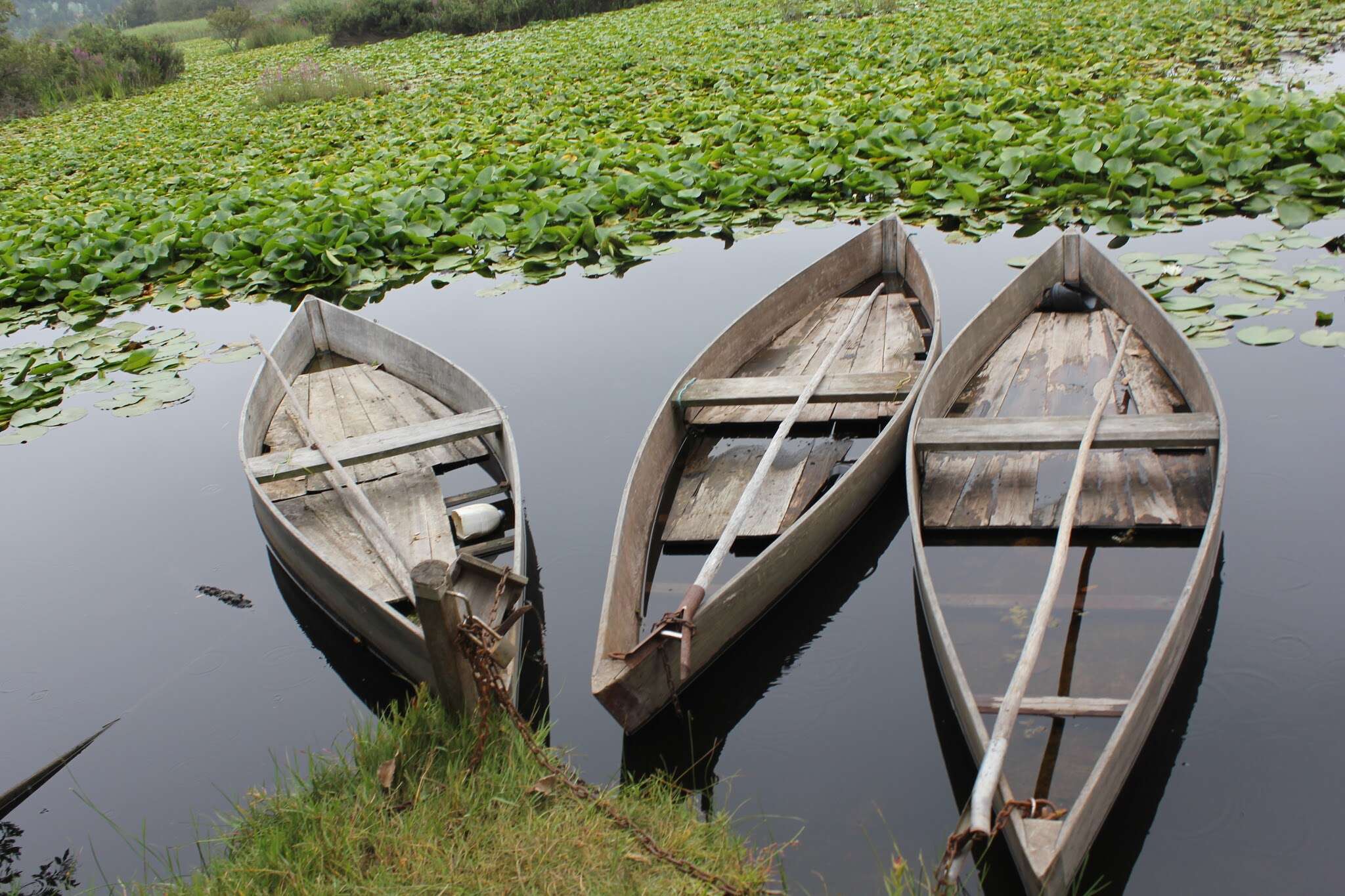 Image of pistia