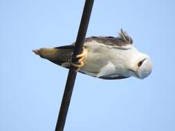 Image of Black-shouldered Kite