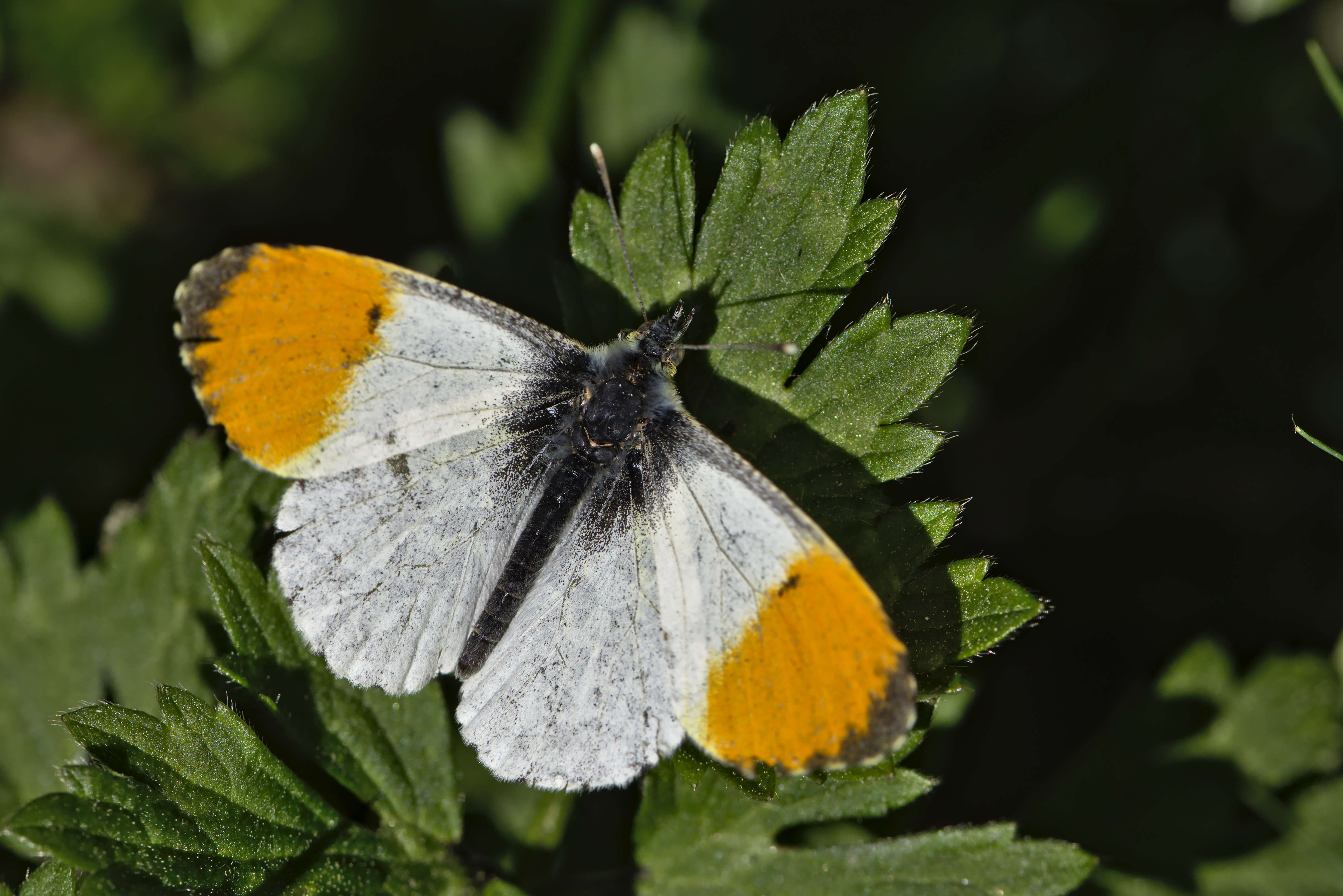 Image of orange tip