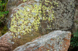 Image of Yellow map lichen;   World map lichen