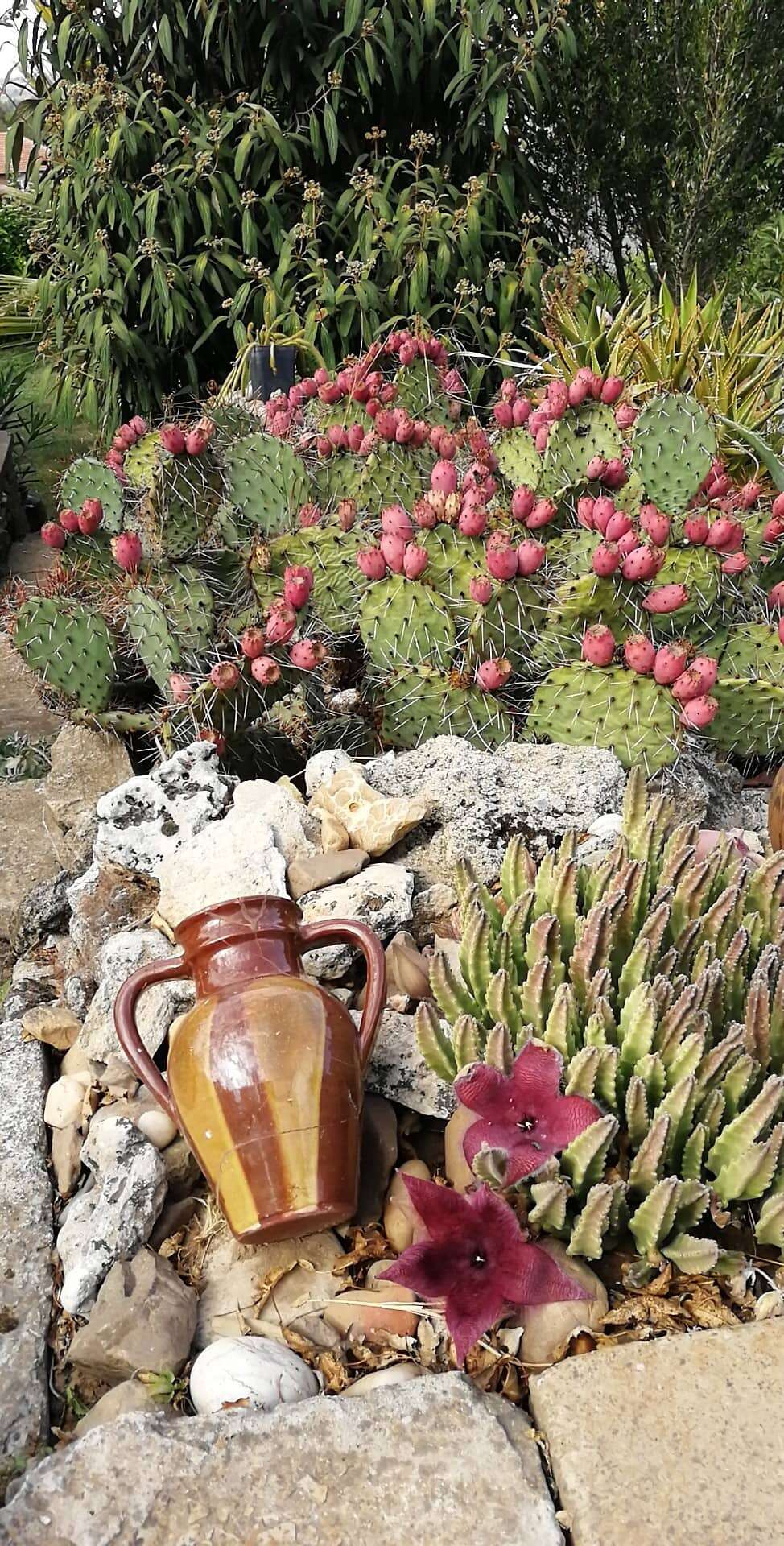 Image of Stapelia