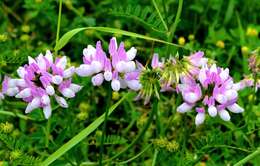 Image of crown vetch