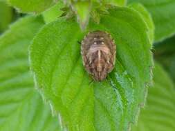 Image of Eurygaster testudinaria