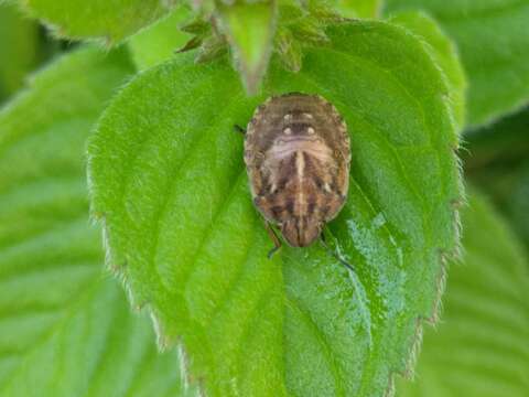 Image of Eurygaster testudinaria