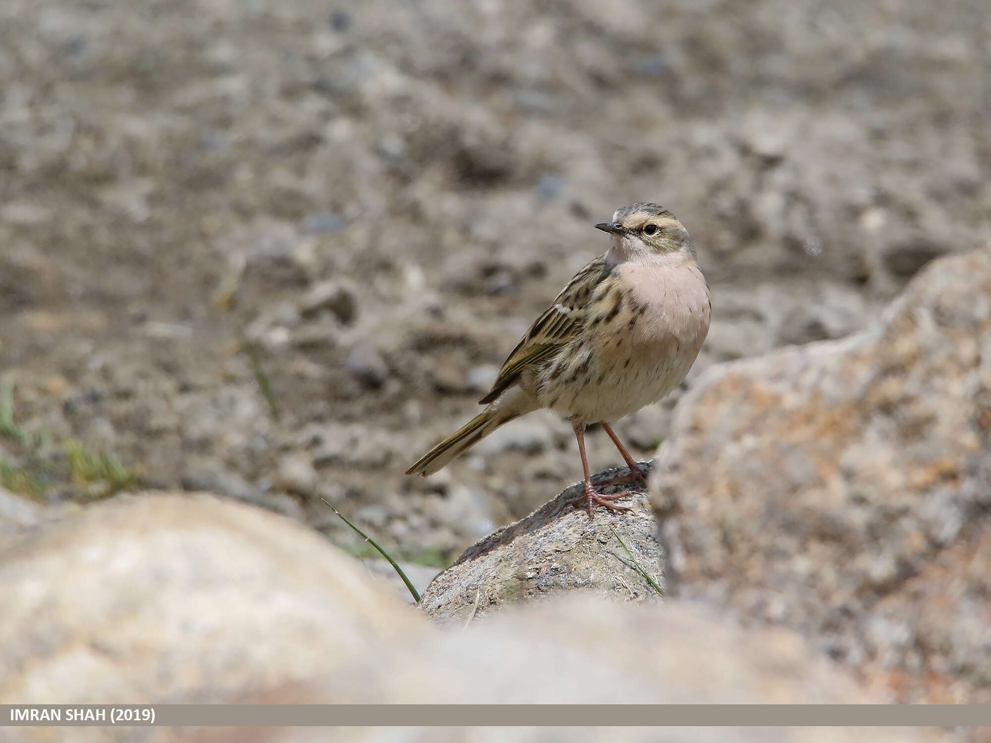 Image of Rosy Pipit