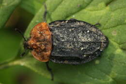 Image of Red-breasted Carrion Beetle