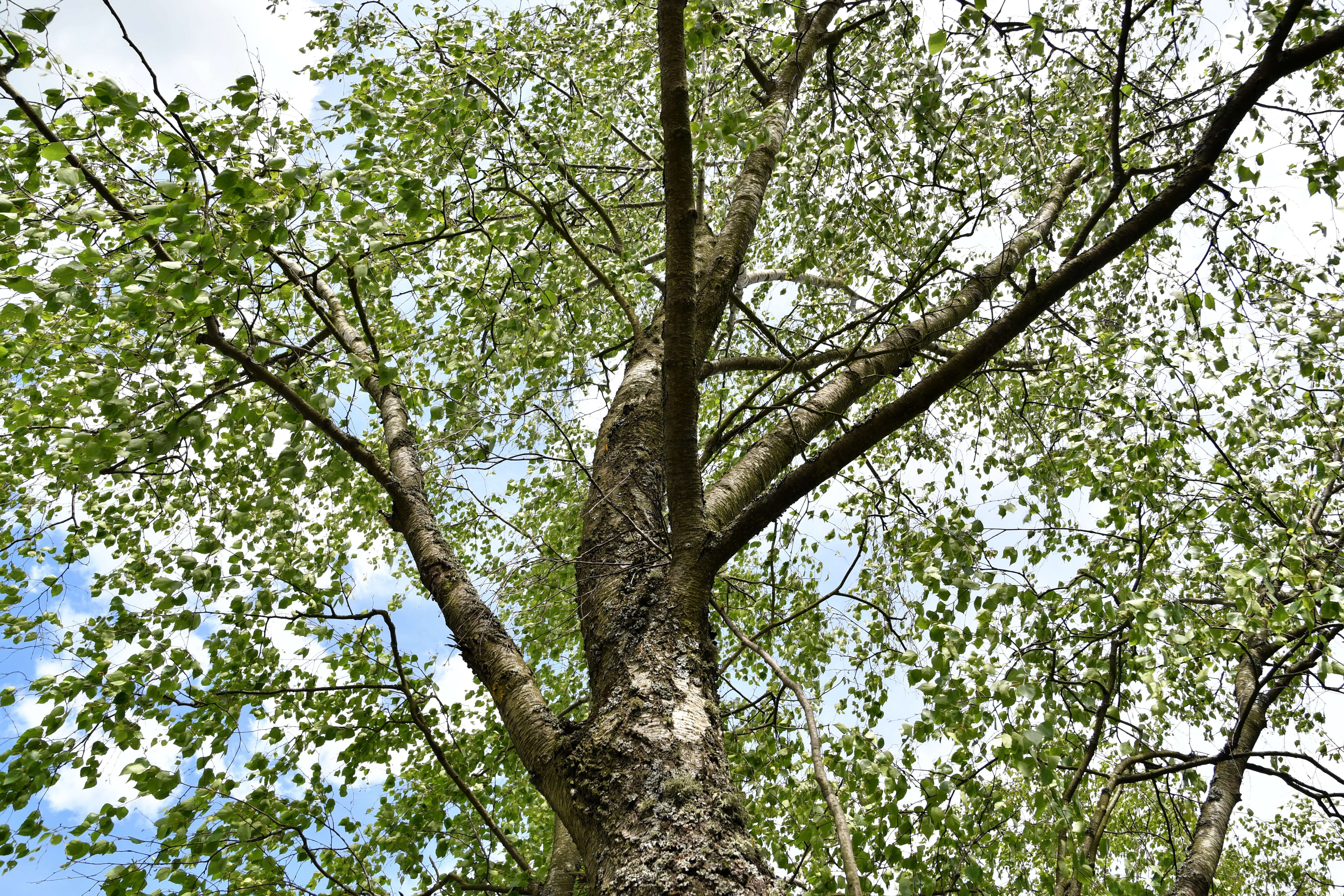 Image of Black Birch