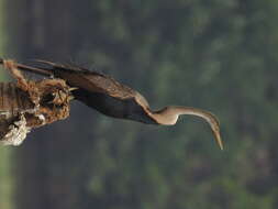 Image of Oriental Darter