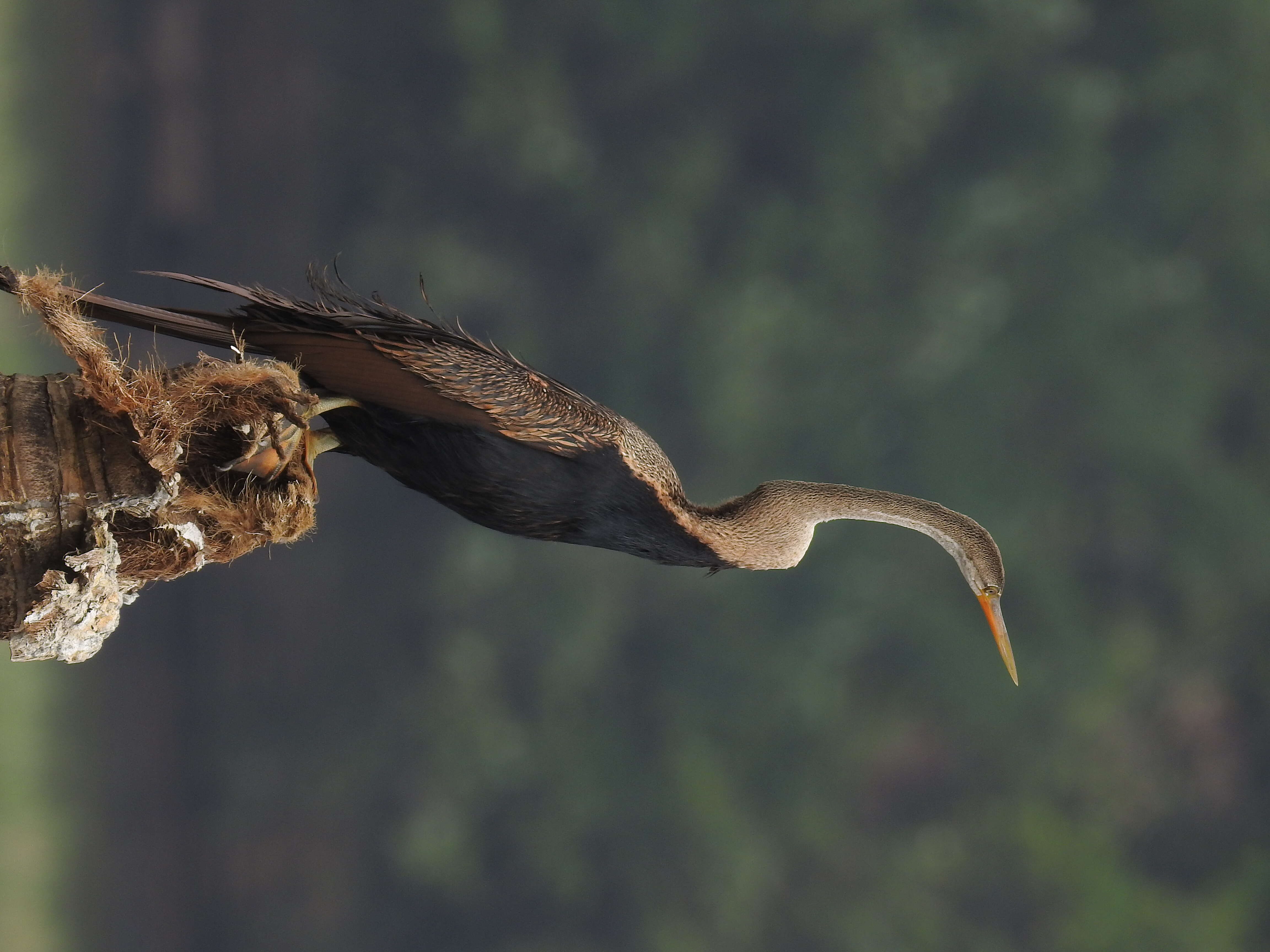 Image of Oriental Darter