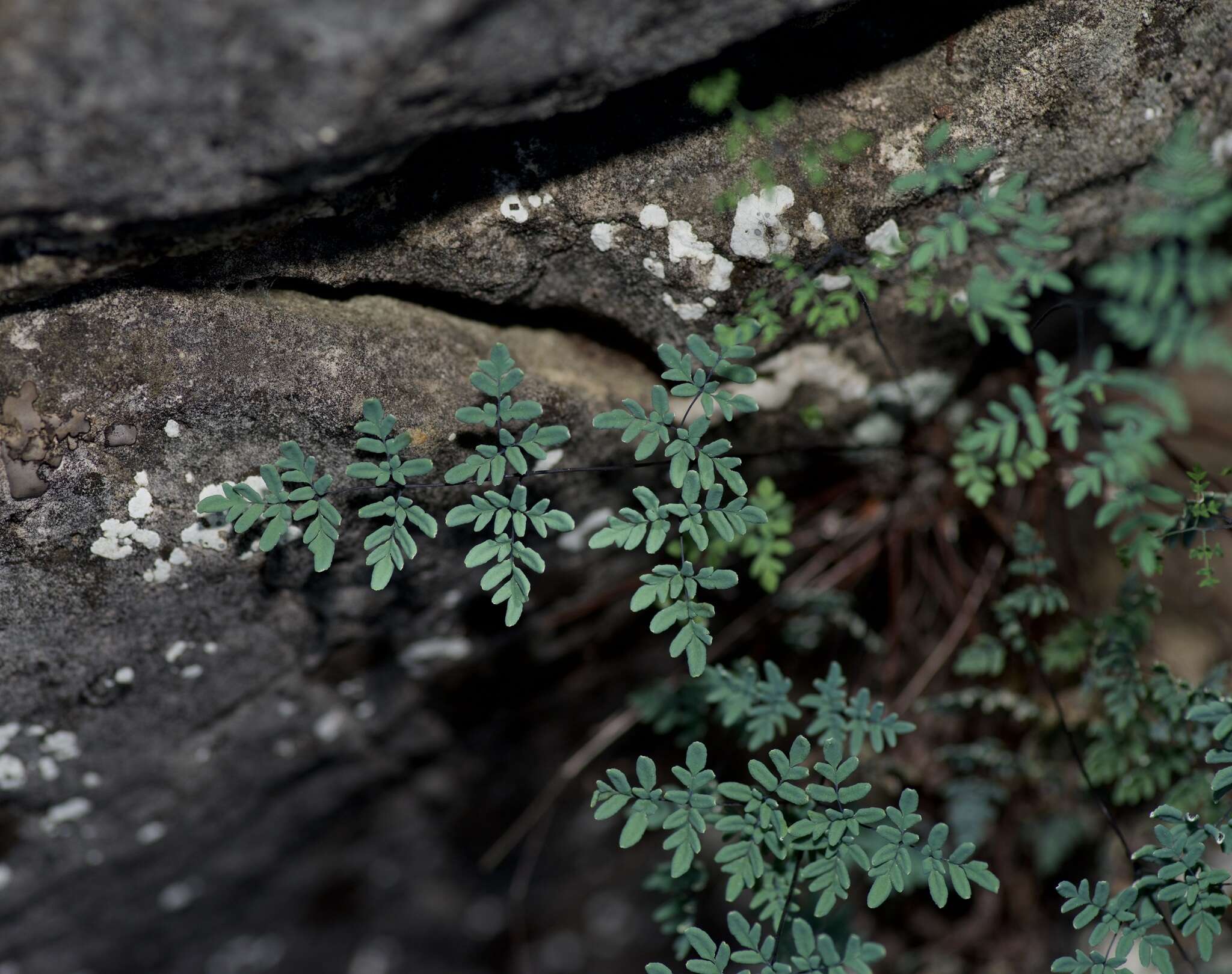 Image of powdery false cloak fern