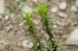 Image of toothed clubmoss