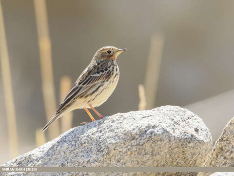 Image of Red-throated Pipit