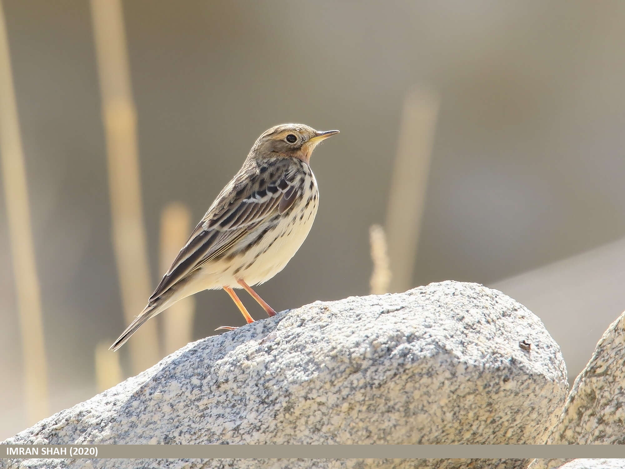 Image of Red-throated Pipit