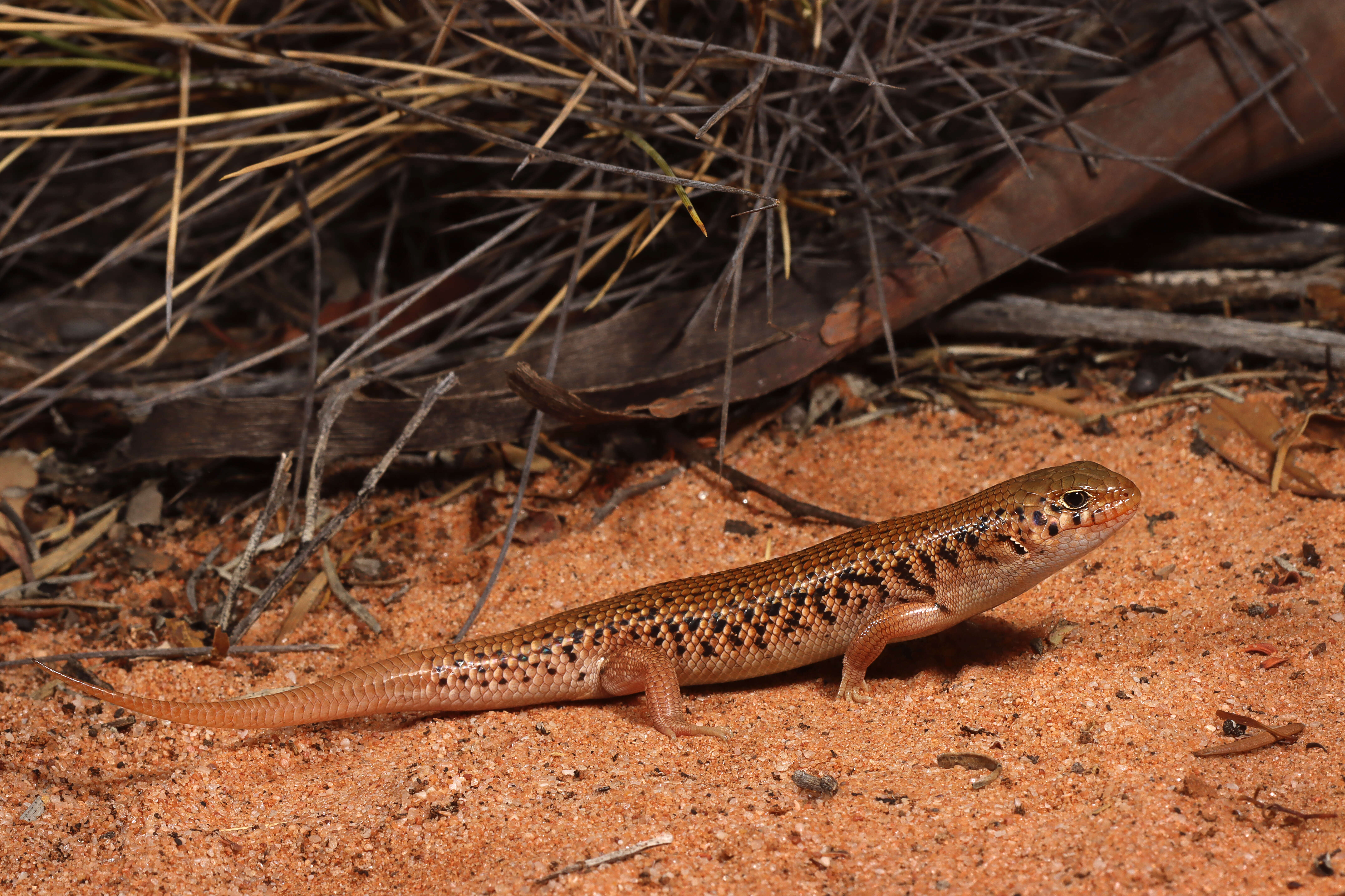 Liopholis inornata (Rosén 1905)的圖片