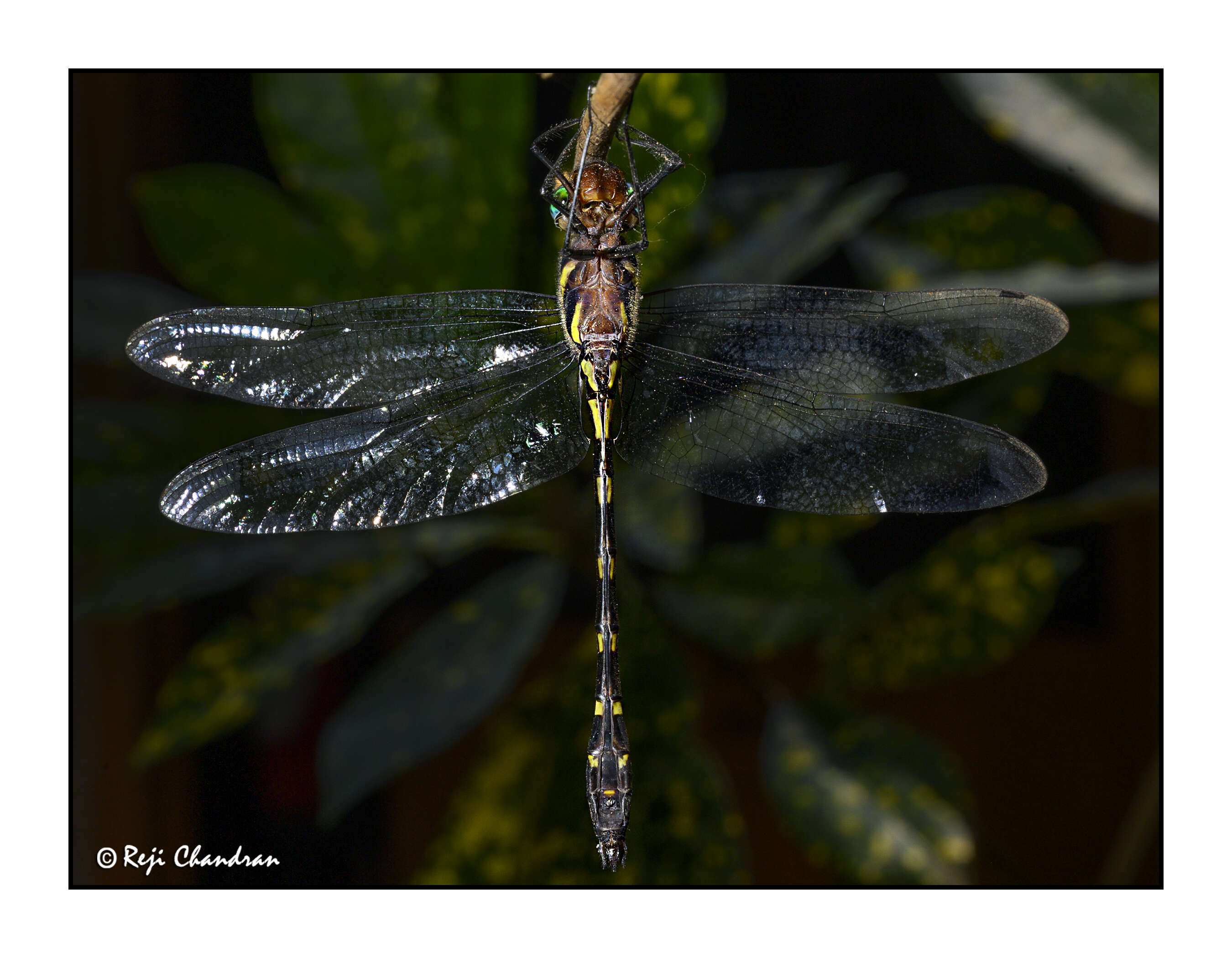 Image of Macromia irata Fraser 1924