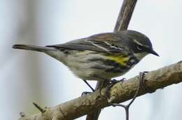 Image of Myrtle Warbler