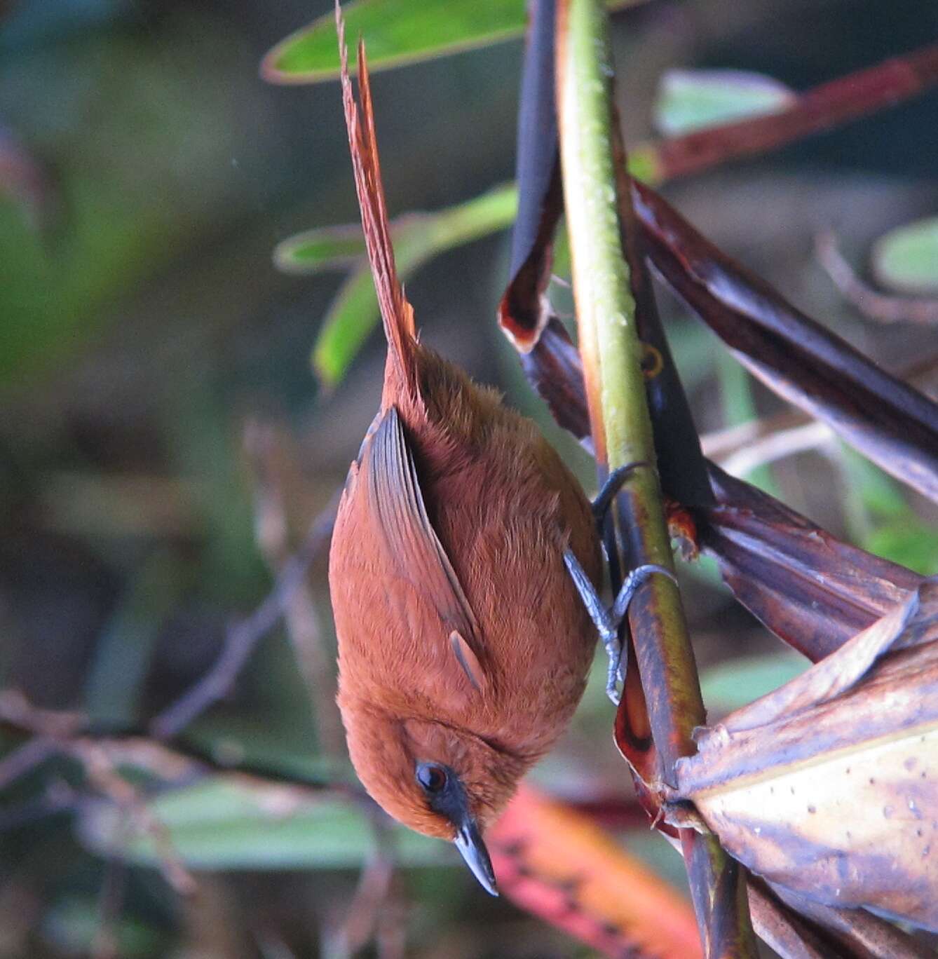 Image of Rufous Spinetail