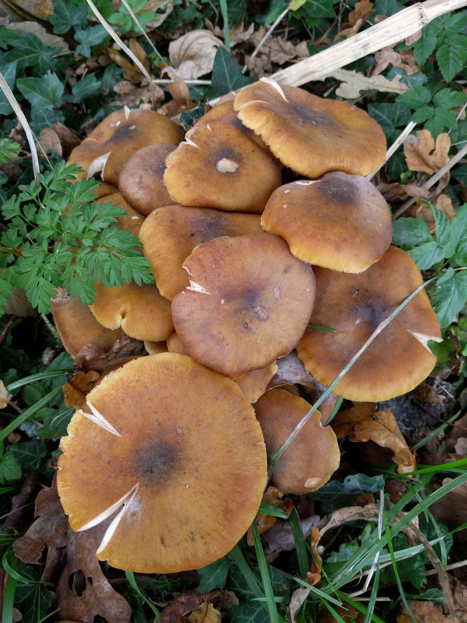 Image of Honey Fungus