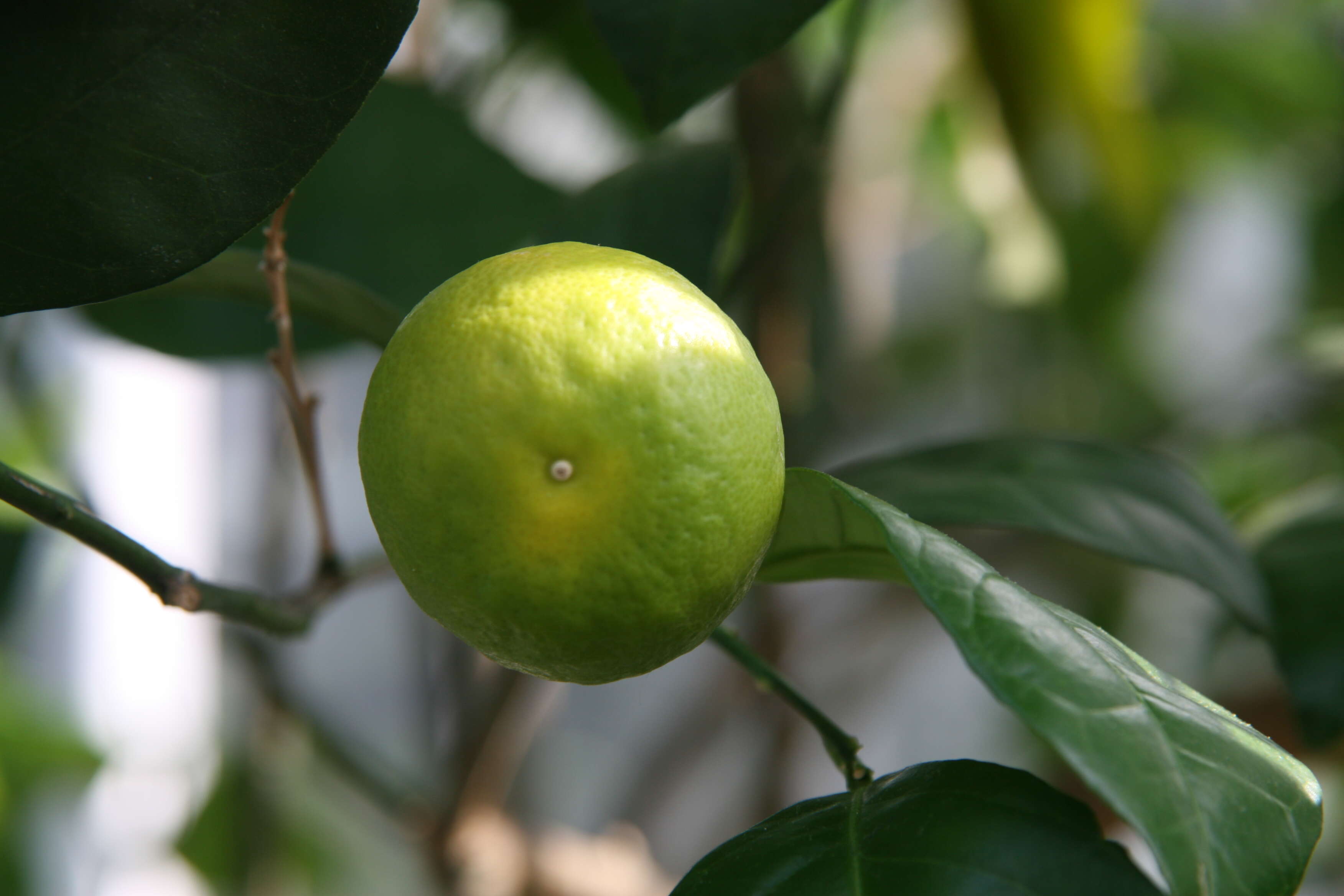 Image of Citrus × sinensis