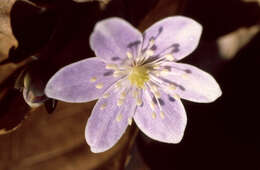 Image of roundlobe hepatica