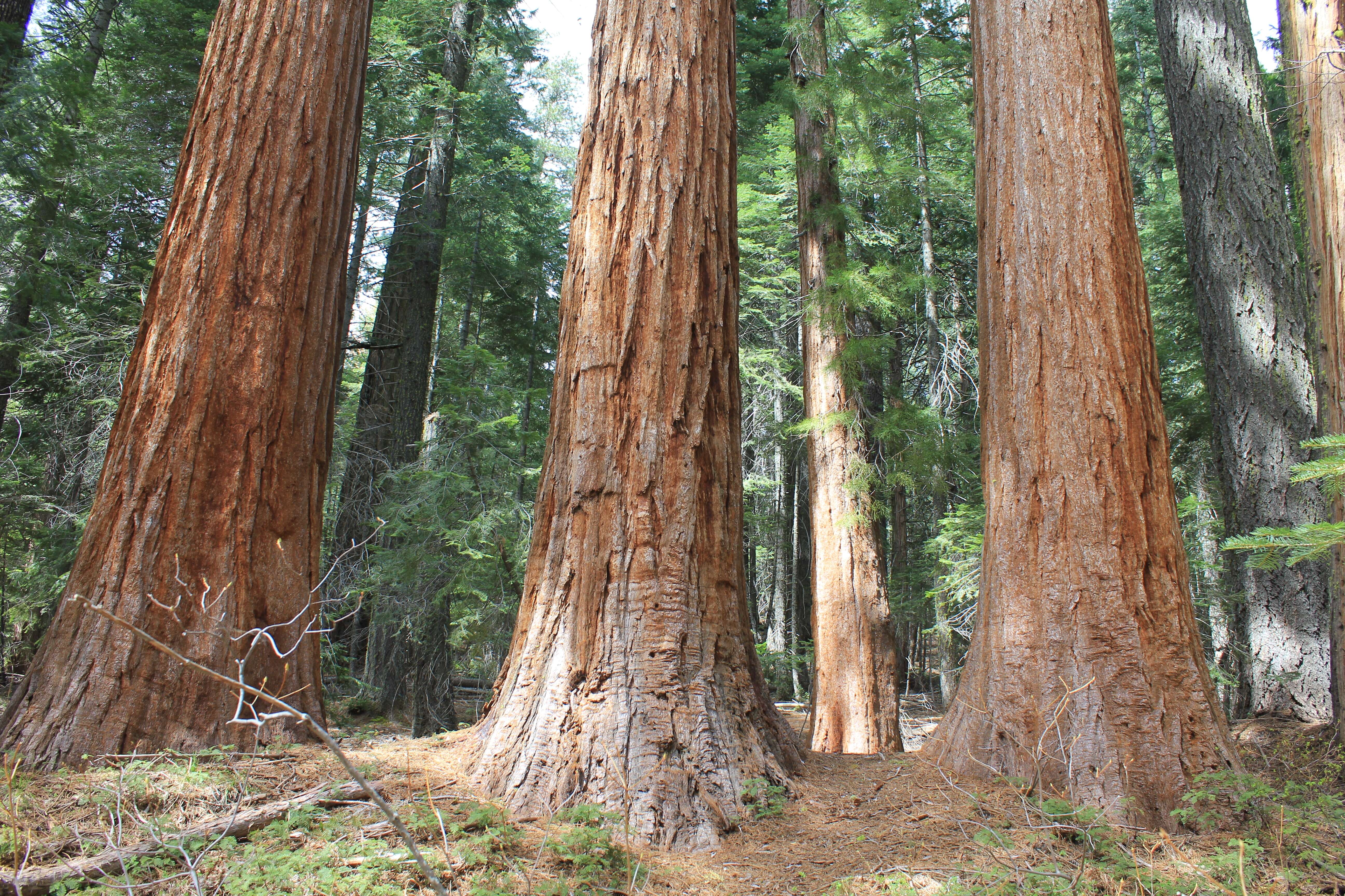 Image of giant sequoia