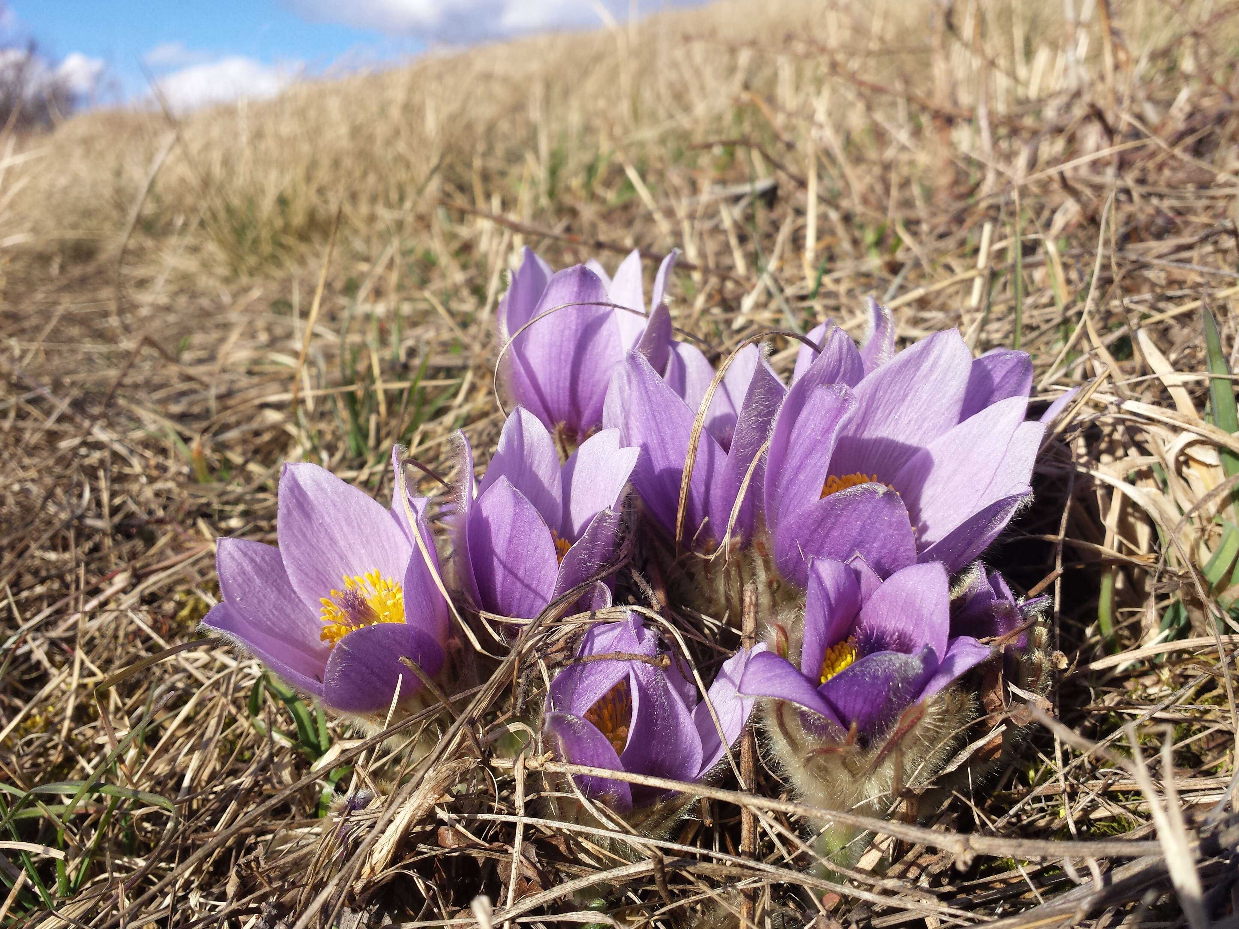 Image of Greater Pasque Flower