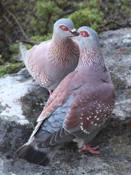 صورة Columba guinea Linnaeus 1758