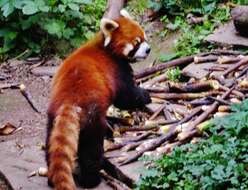 Image of red pandas