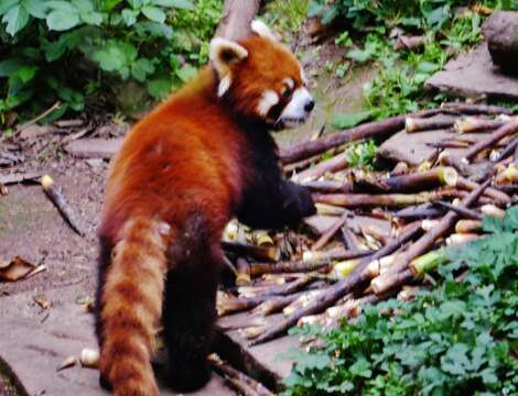 Image of Red panda