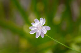 Image of rose rush