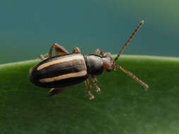 Image of Elongate Flea Beetle