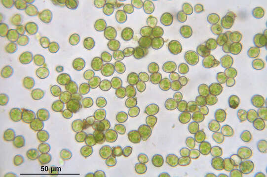 Image de Homomallium incurvatum Loeske 1907