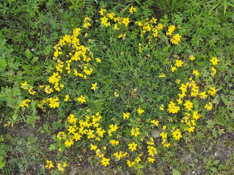 Image of Common Bird's-foot-trefoil