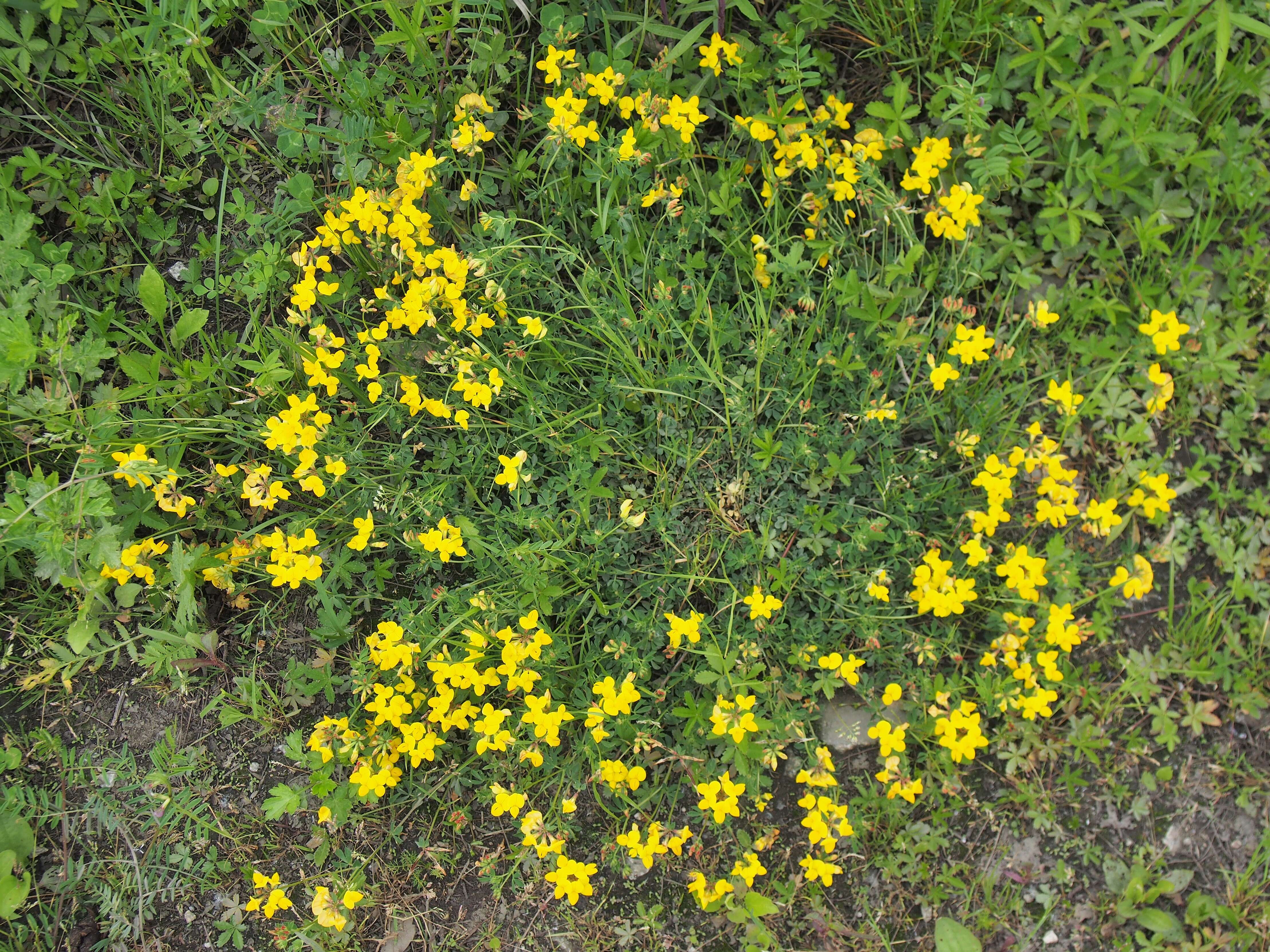 Image of Common Bird's-foot-trefoil