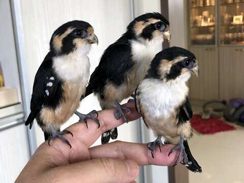 Image of Collared Falconet